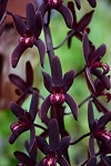 Cymbidium Australian Midnight